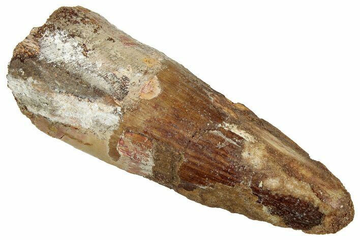 Fossil Spinosaurus Tooth - Real Dinosaur Tooth #329670